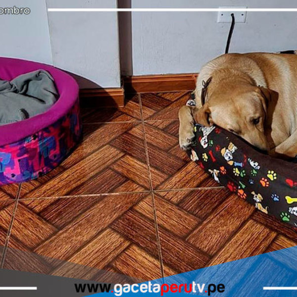¿Qué problemas afectan más a las mascotas en fiestas de fin de año?