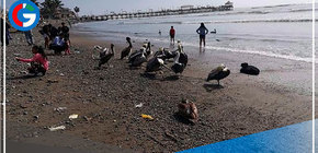 "Bañarse en el mar no da este tipo de enfermedad"