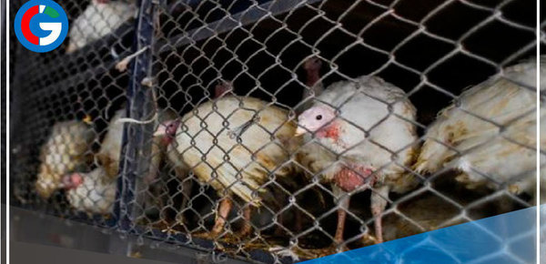 La venta de pavo cae un 20 % en y recuperación es lenta en Trujillo