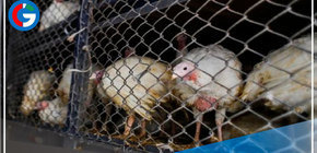La venta de pavo cae un 20 % en y recuperación es lenta en Trujillo