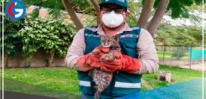 Rescatan 332 animales silvestres criados como mascotas