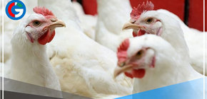 Consumo de productos avícolas frescos o congelados no representa riesgo de contagio