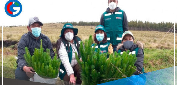 Siembran 9,000 plantones de pino en comunidad campesina de Cherec en Cajamarca 
