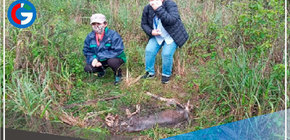 La Libertad: Investigan muerte de puma andino en Otuzco 