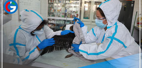 Serfor continúa con las labores de rescate de fauna silvestre afectada por el derrame de petróleo 