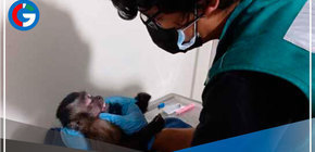 Recuperan a mono machín que merodeaba los techos de las casas en el Callao 