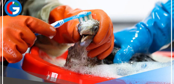 Profesionales luchan por la vida de especies marinas