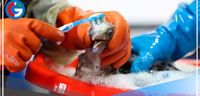 Profesionales luchan por la vida de especies marinas