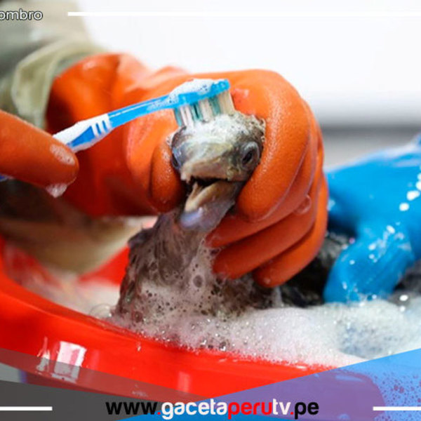 Profesionales luchan por la vida de especies marinas