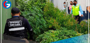 Serenazgo de San Luis y PNP erradican marihuana plantada en áreas verdes