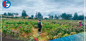 Cajamarca: Investigan potencial de la kiwicha para desarrollar variedades de alto valor genético 