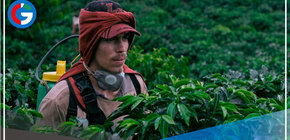 Película colombiana La Roya inaugurará Festival de Cine de Cartagena- FICCI 61