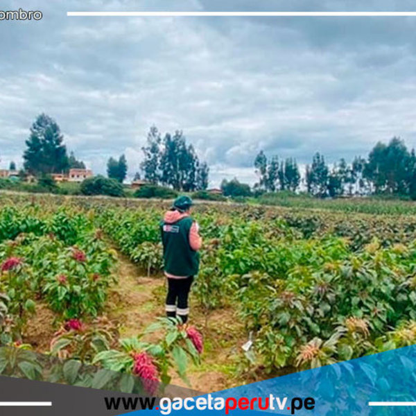 Cajamarca: Investigan potencial de la kiwicha para desarrollar variedades de alto valor genético 