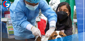 Lima Norte: Vacunan a canes contra la rabia
