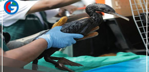 Sepa Ud. Qué pasa con las más de cien aves rescatadas que aún permanecen en el Parque de las Leyendas