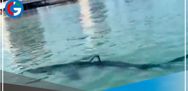 Callao: Cierran La Punta por presencia de tiburón