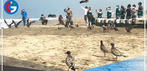 Ventanilla: Liberan a primer grupo de 39 aves rescatas 