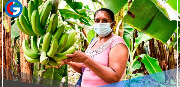 Aprueban medidas ante nuevas restricciones de UE para exportar productos orgánicos