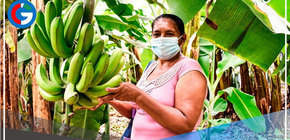 Aprueban medidas ante nuevas restricciones de UE para exportar productos orgánicos