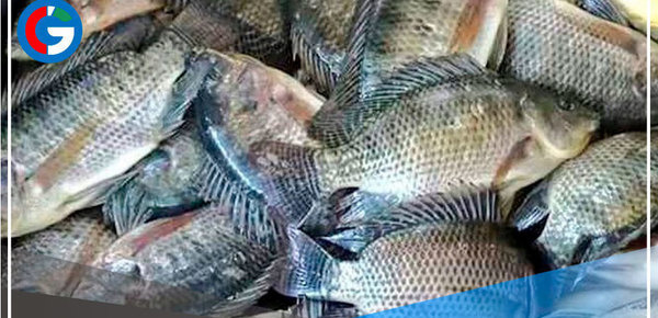 Con más de s/. 2 millones se impulsará crianza de tilapia en el distrito piurano de Suyo