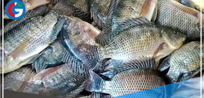 Con más de s/. 2 millones se impulsará crianza de tilapia en el distrito piurano de Suyo