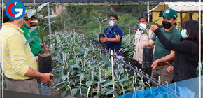 Impulsan siembra de plantones de palta Hass como cultivo alternativo en Puno