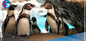 Hoy 25 de abril se celebra el Día del pingüino 