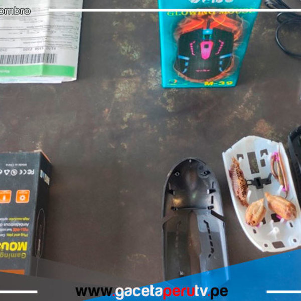 Decomisan 10 ejemplares de mantis que eran enviados a China en forma ilegal 