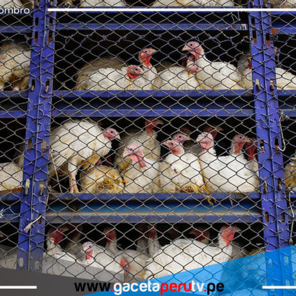  Investigación de oficio desarticuló cártel que acordó precio del pavo 