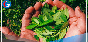 Aníbal Torres abre la puerta para promover la producción de coca en el Perú