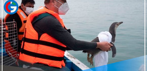 Liberaron a primer pingüino recuperado tras el derrame de petróleo en Ventanilla