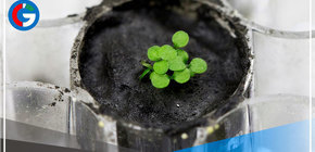 Científicos consiguen cultivar plantas en la Tierra con suelo lunar 