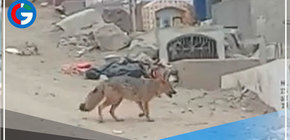 Zorro andino de Comas tendría como recorrido natural la zona donde fue avistado