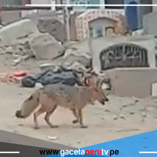 Zorro andino de Comas tendría como recorrido natural la zona donde fue avistado