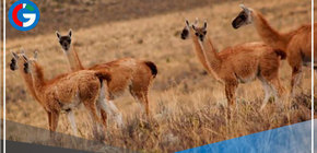 El refugio de la notable vicuña celebra su 55 efeméride 