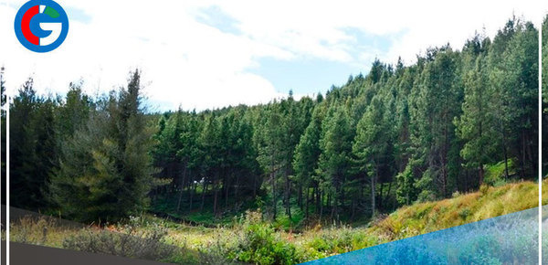 Pino radiata es la apuesta de comunidad de Cajamarca para lograr el desarrollo 