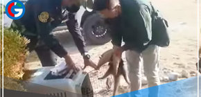 Oso hormiguero es rescatado en el distrito de Canoas de Punta Sal en Tumbes