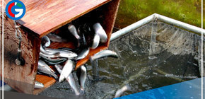 Minera coordina compensación para piscicultores por derrame de zinc