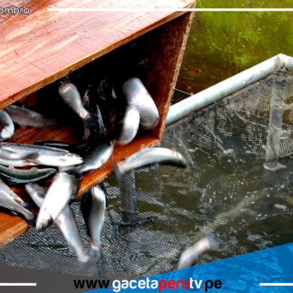 Minera coordina compensación para piscicultores por derrame de zinc