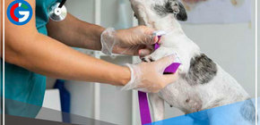 Solicitan información a veterinaria por muerte de mascota 