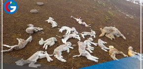 Por bajas temperaturas mueren 37 ovinos y otros 237 están enfermos en Pasco