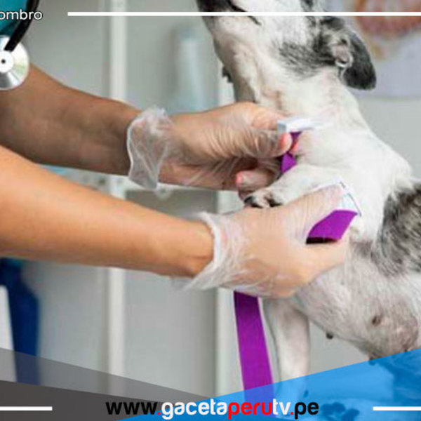 Solicitan información a veterinaria por muerte de mascota 