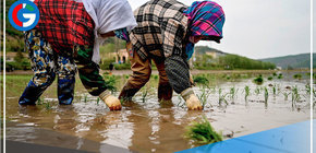 Científicos chinos descubren gen que hace al arroz más resistente a sequías