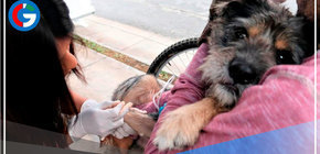 Se atenderá en 100 puntos de vacunación canina gratuita en Juliaca 