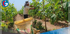Estiman que la próxima semana culmine el proceso de compra de urea