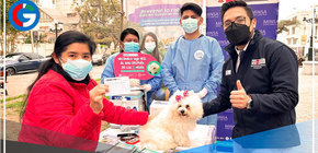 Más de 220,000 canes serán vacunados en distritos de Lima Sur