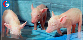 Científicos reviven células y órganos de cerdos muertos 