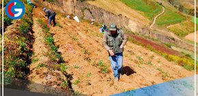 Fertiabono: El subsidio beneficiará a 370 mil agricultores que cuenten con hasta 10 hectáreas de cultivos