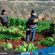 PNP erradica 9,000 plantones de marihuana en la provincia de Sánchez Carrión 