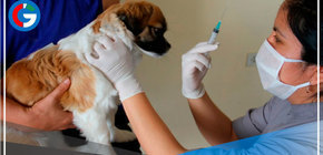 VanCan 2022: Municipios y brigadas de salud vacunaran perros callejeros contra la rabia en Cajamarca